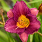Purple D' Oro Daylily in full bloom.
