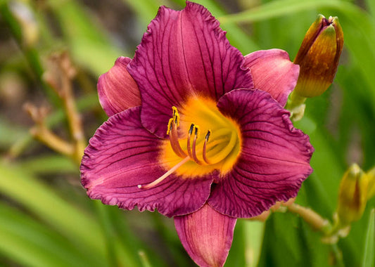 Purple D' Oro Daylily in full bloom.
